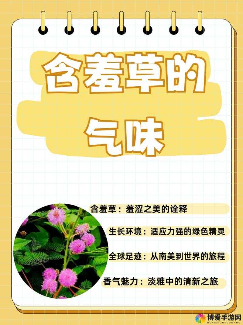 含羞草一路二路三路：探索植物世界的奥秘