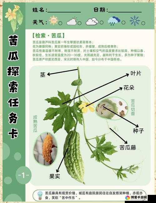 走进苦瓜网：探索不一样的世界