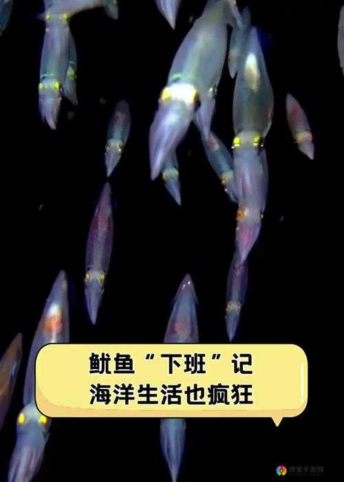 鱿鱼官网 by1381：探索未知的海洋世界