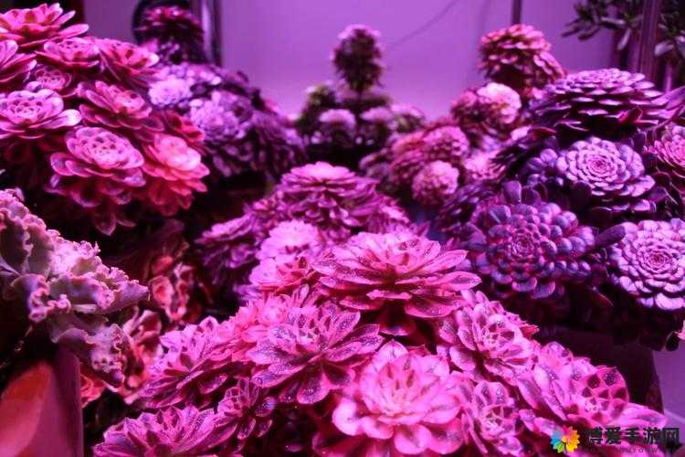 紫色法师的辉煌与争议，奇幻射击中的紫袍艾伦