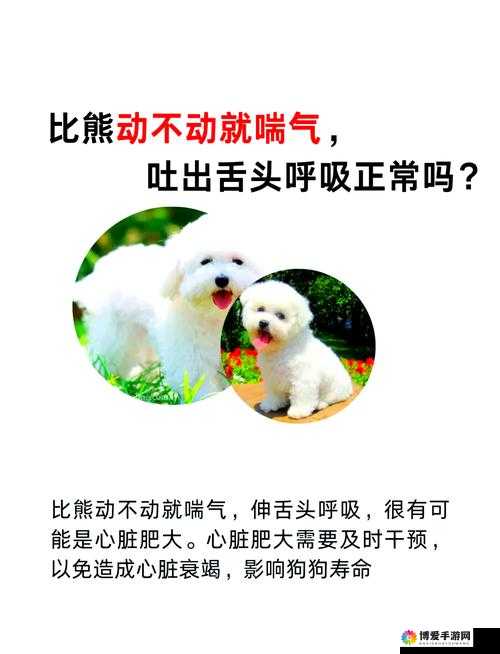 一边伸舌头一边快速喘气表情真的很有趣呢
