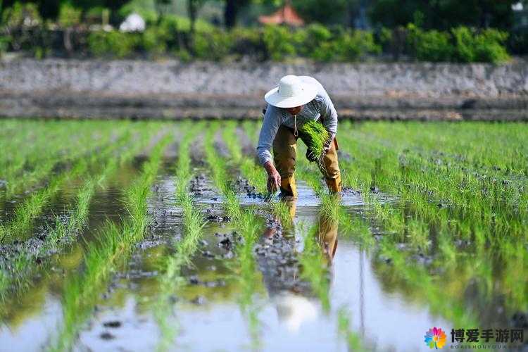 4 人插秧图片:展现传统农耕劳作之美与辛勤付出