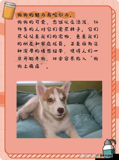 狗狗让我上瘾戒不掉怎么办：养宠需谨慎，健康与责任同行