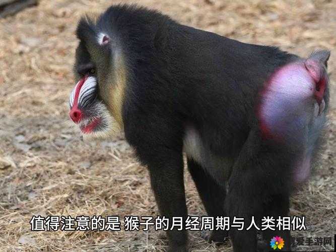 二人生猴子全程无被子：揭秘背后令人惊诧的缘由