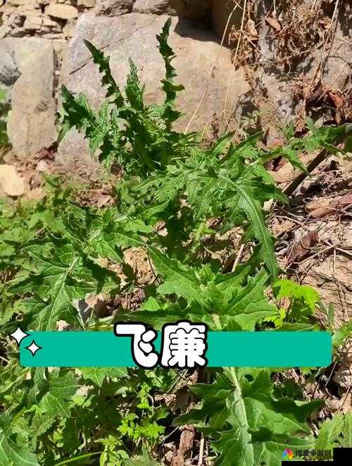 野草乱码一二三四区别在哪：深入探究其背后的差异