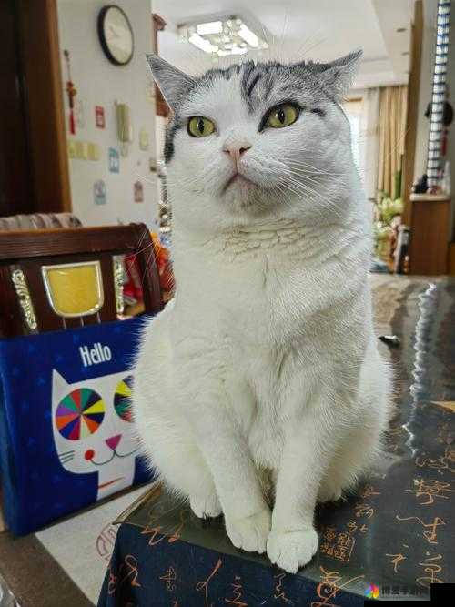 萌妹子最爱傲娇喵星人，揭秘饥饿星球闪电蓝猫在资源管理中的重要性