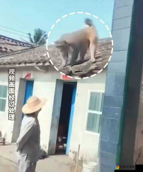 生猴子的全过程不盖被子图片：人类繁衍的真实记录