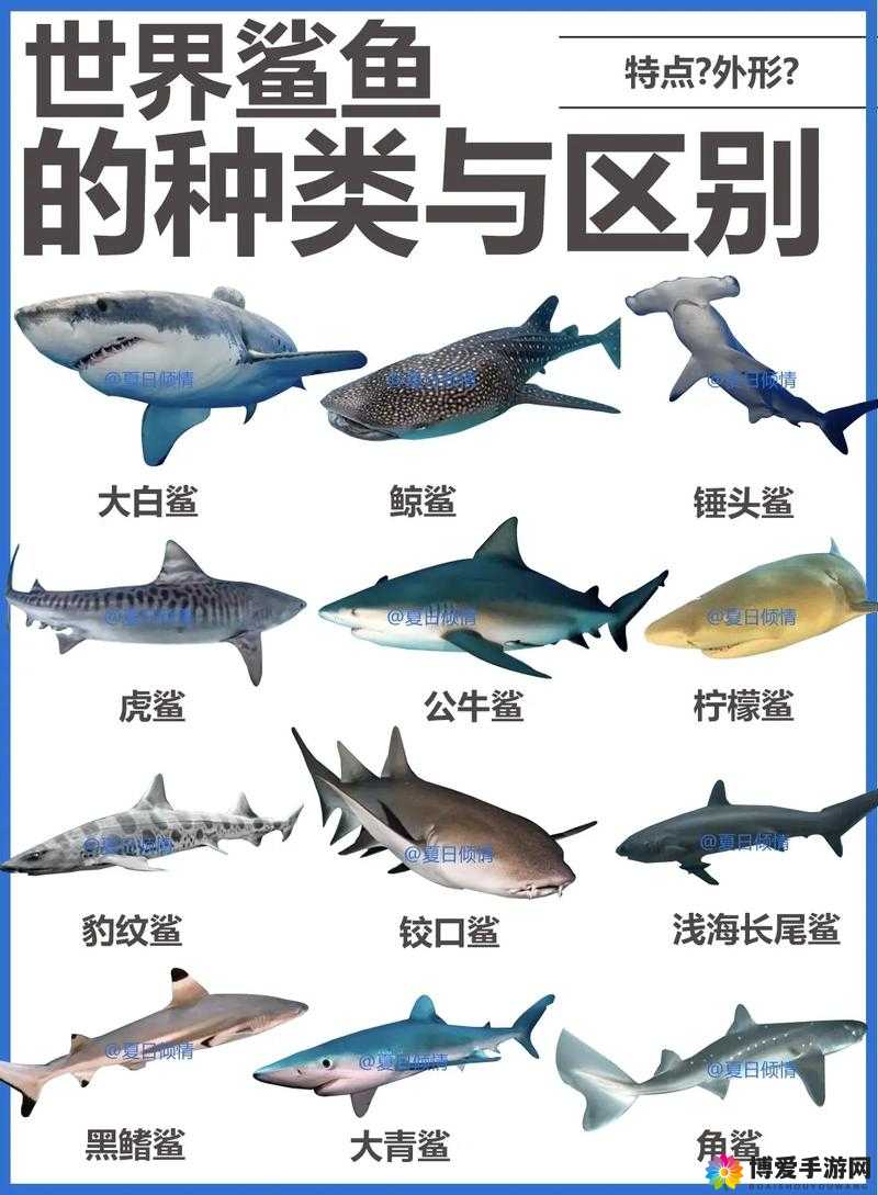 鲨鱼，海洋的霸主与生态的守护者