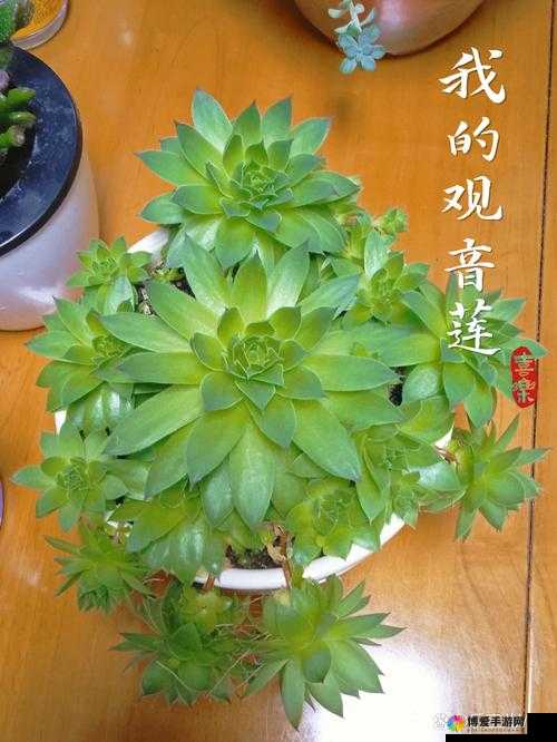 多肉观音莲：独特魅力的绿色植物之选