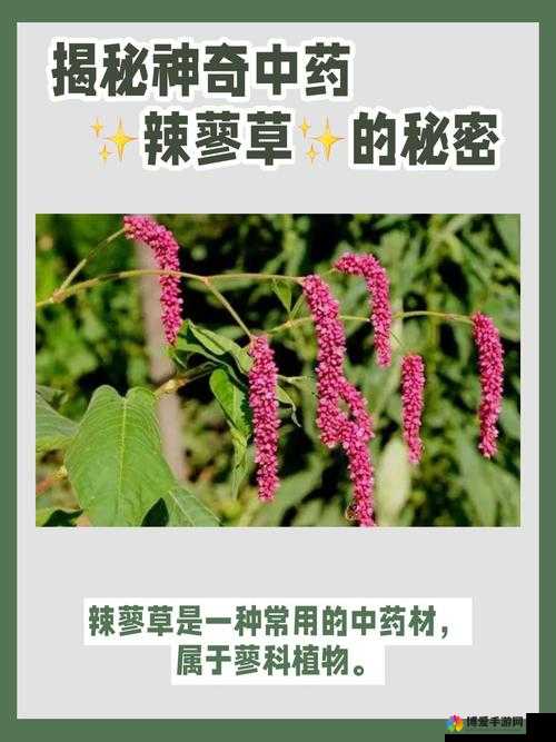 17c 草名字背后的秘密：探索其历史与文化价值