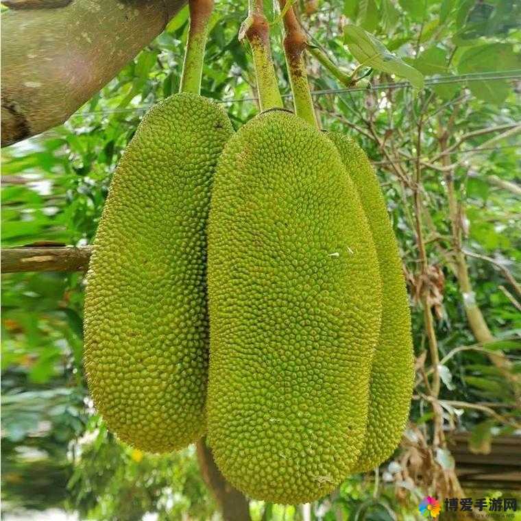 菠萝蜜麻豆一区：探寻未知的神秘世界