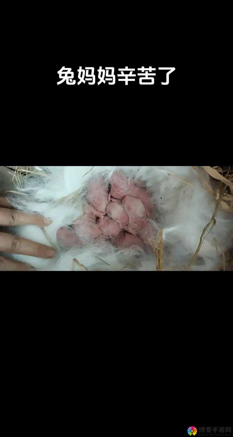 老公每天晚上吃小兔兔对身体好吗：探究其中的健康影响