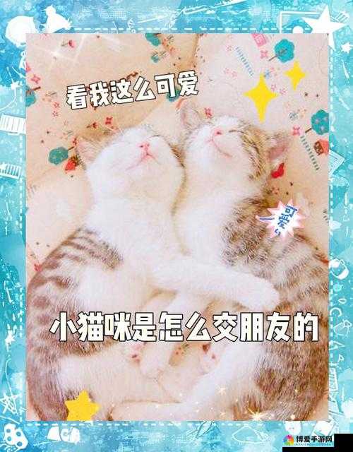 猫咪社交：猫咪的奇妙社交世界，等你来探索