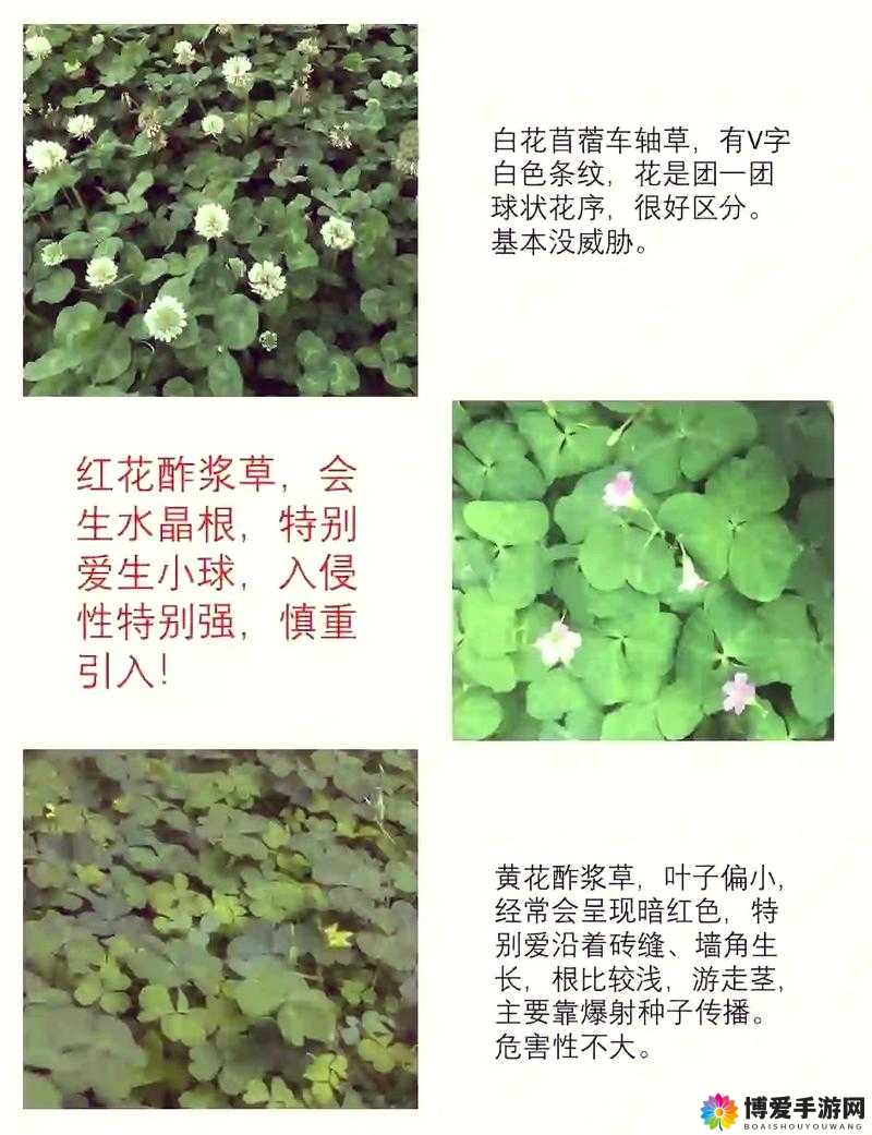 关于 gw4411 三叶草的独特研究与发现