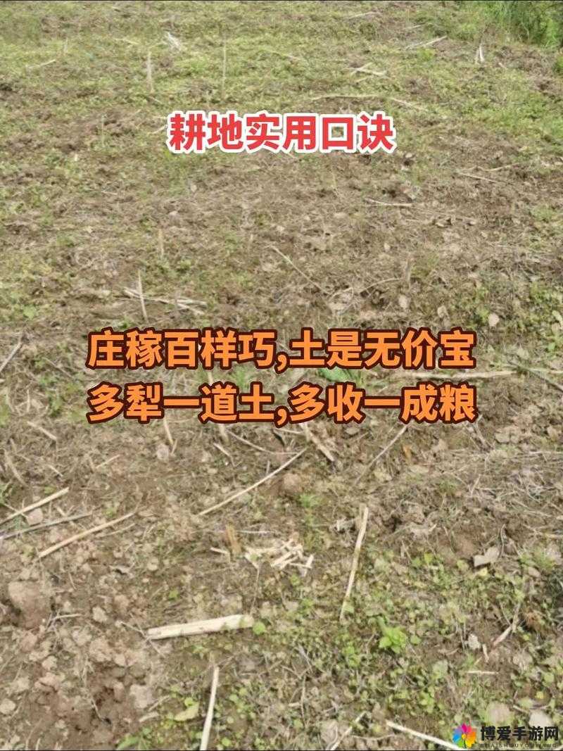 如何在姐姐肥沃的土地上进行耕种：探索种植技巧与经验分享