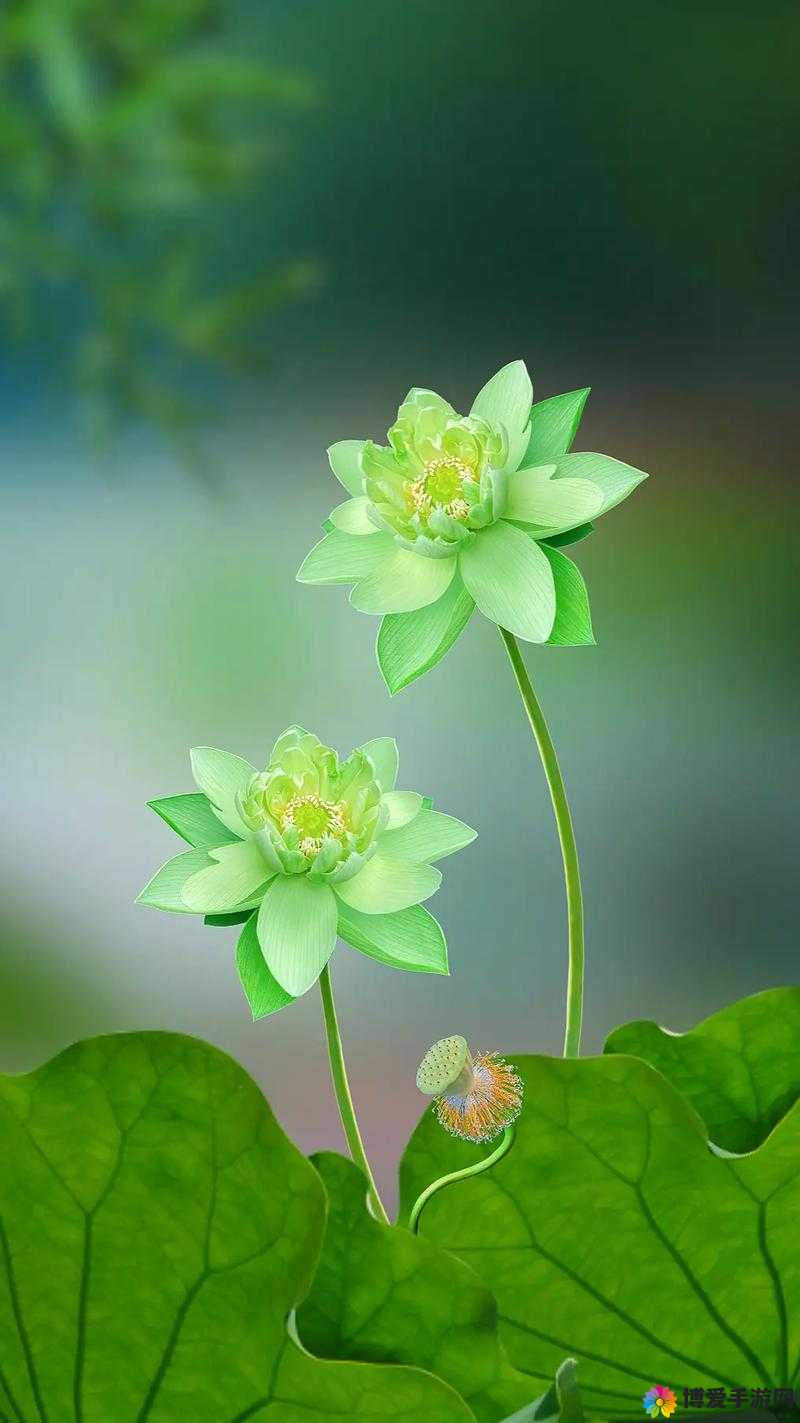 www.蝌蚪窝：绿色健康的在线视频平台