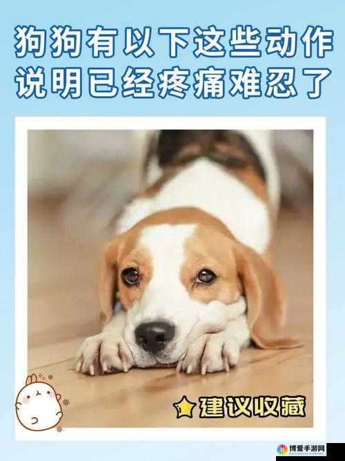 我家狗狗卡在身体里疼痛难忍该如何应对
