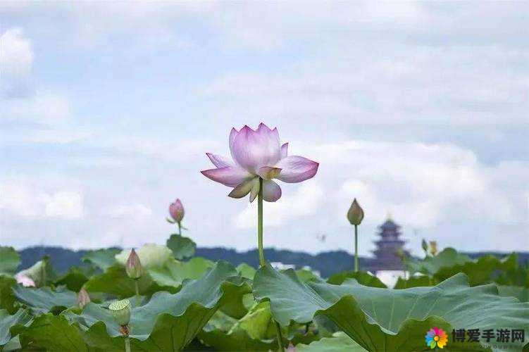 荷花资源网：一站式资源分享平台