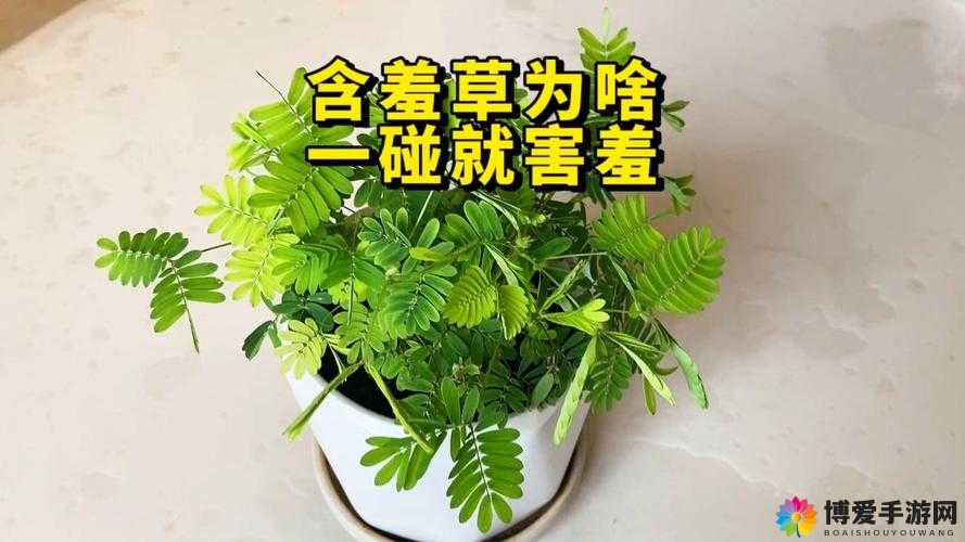 含羞草高清视频在线观看视频：带你领略奇妙的植物世界
