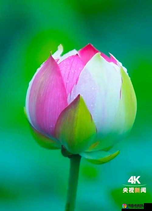 女性半夜莲花开放与健康新视角：其自愈性探究