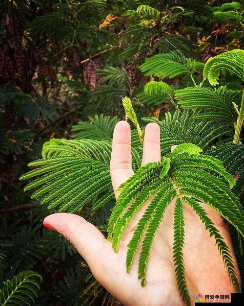 含羞草打扑克时又痛又叫的奇特经历