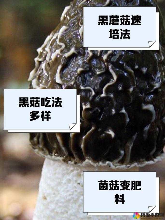17c 独家爆料黑料蘑菇：这些黑料背后的惊人真相