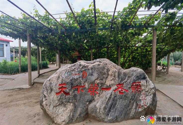 华夏葡园小产区 s 区：品味自然，感受葡园风情
