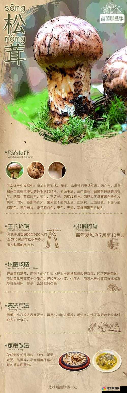 松茸的魅力与探寻