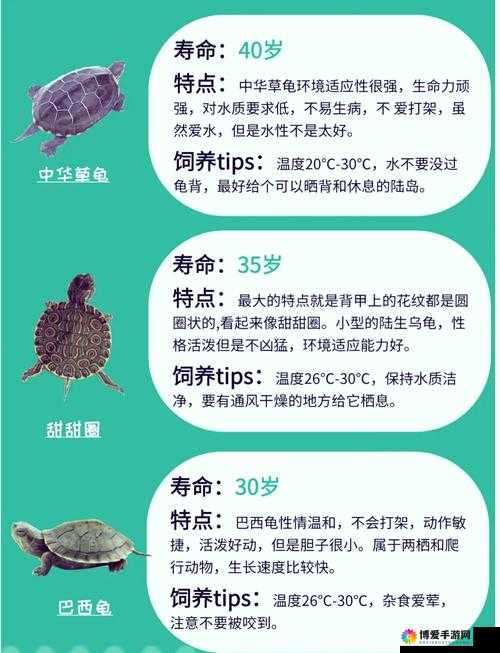 乱斗精灵宠物介绍-溪水龟