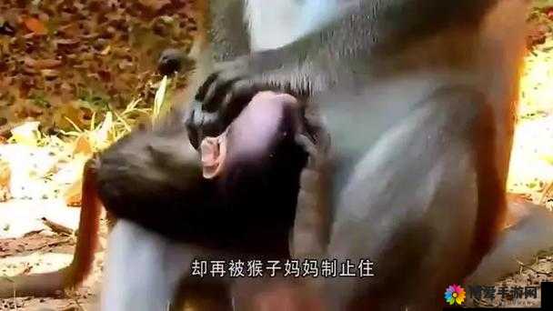 两人造猴子的视频：展现独特创意与手工技艺的精彩过程