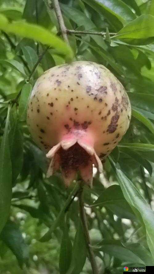 草榴梅之独特魅力与精彩呈现