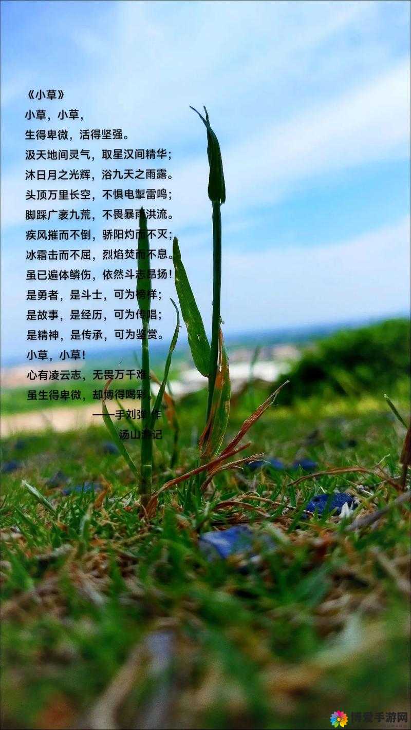 铜铜铜锵锵锵锵锵青青草——那片充满生机的奇妙之地
