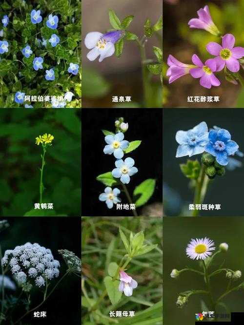 野花社区日本最新中文：探索别样精彩世界