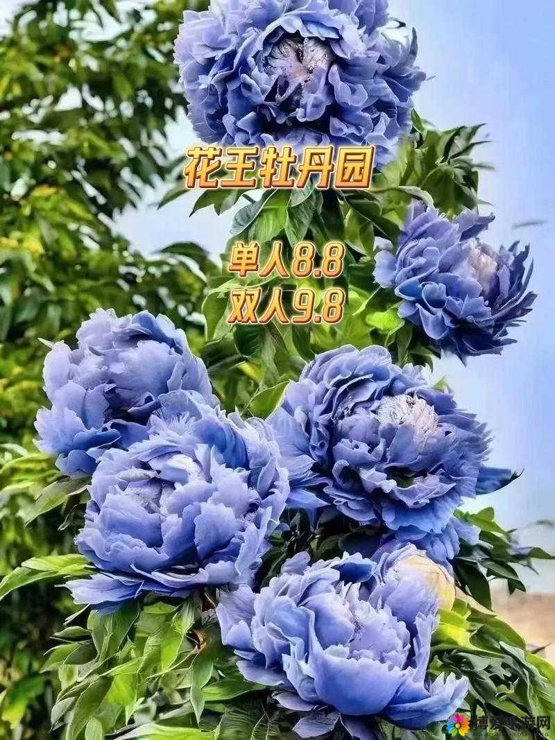 精品成品国色天香摄像头：极致视觉盛宴等你来赏