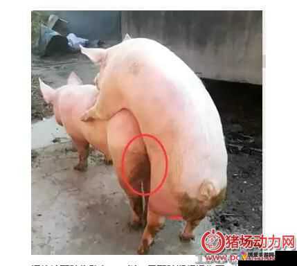 女人和公猪交内射：禁忌之爱还是道德沦丧？