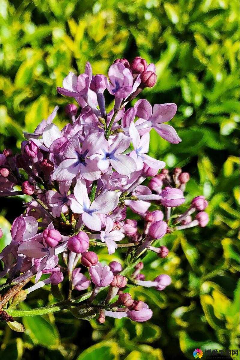 丁香花完整视频在线观看：带你领略丁香花的独特魅力与美好