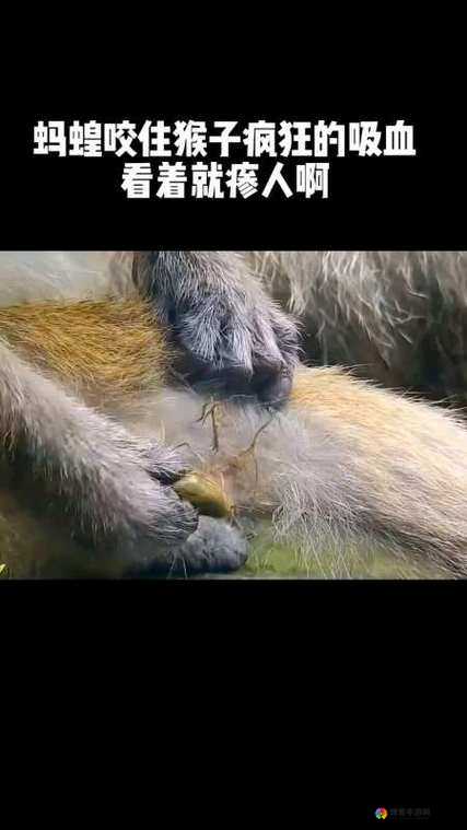 猴子也疯狂第一大关深度解析，图文攻略（5）带你玩转智趣挑战