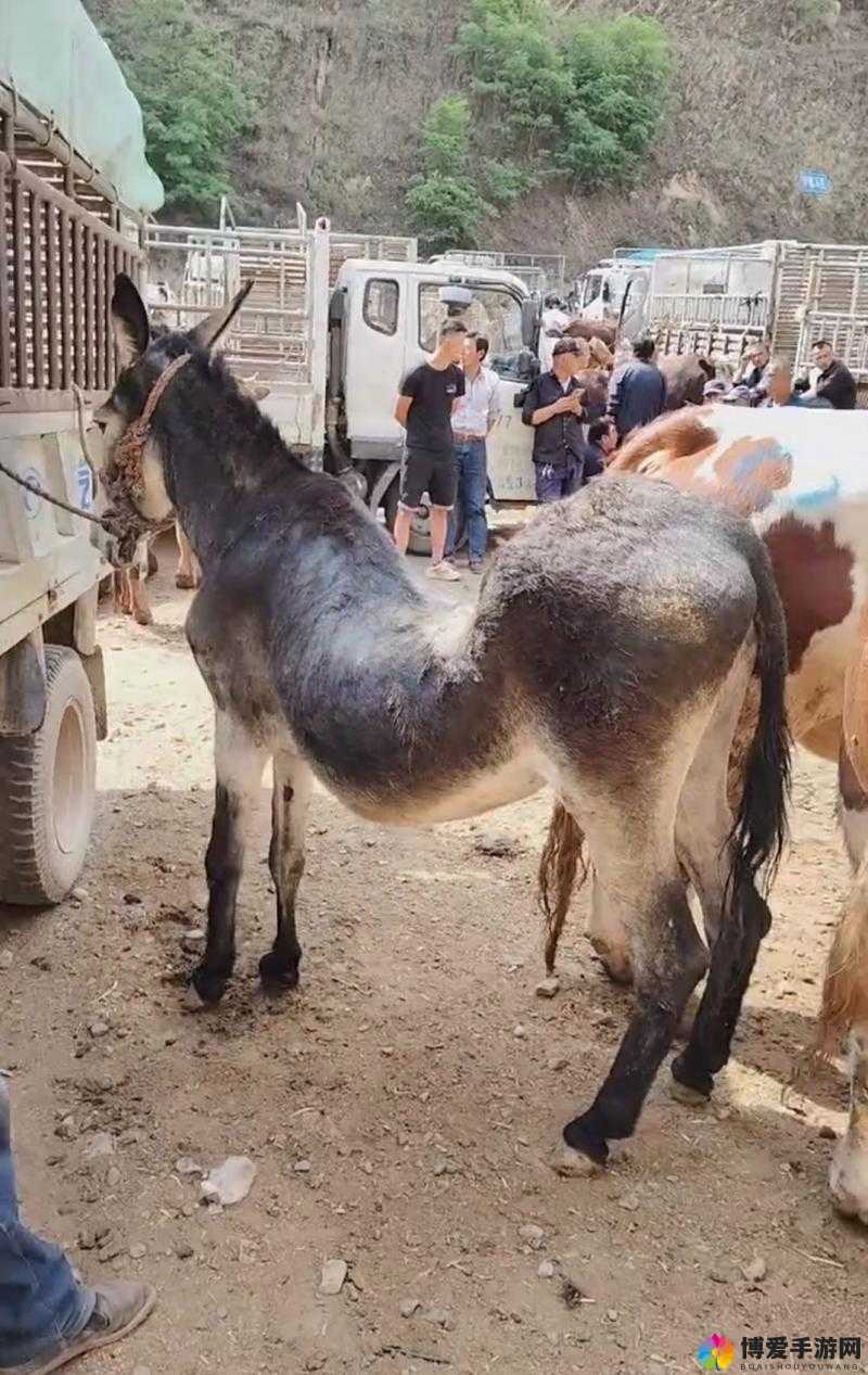 傻大壮长的驴一样的东西:被误解的独特之美