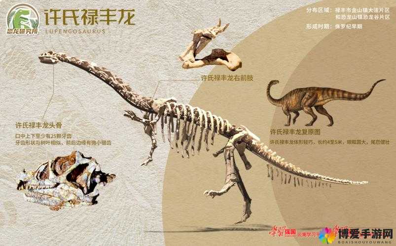 关于 YW193 龙物的独特探索与发现