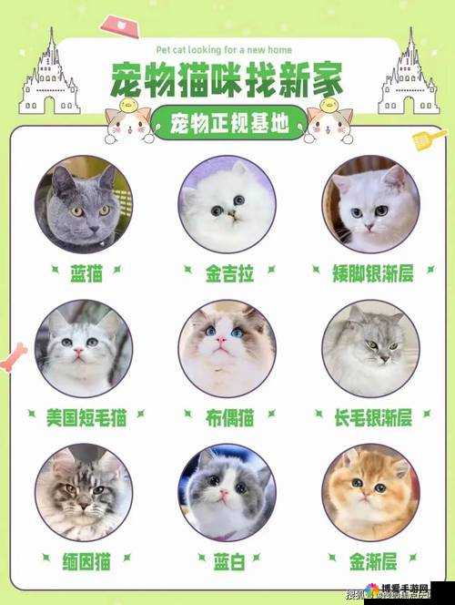 全民大丰收宠物猫怎么获取及宠物作用详解