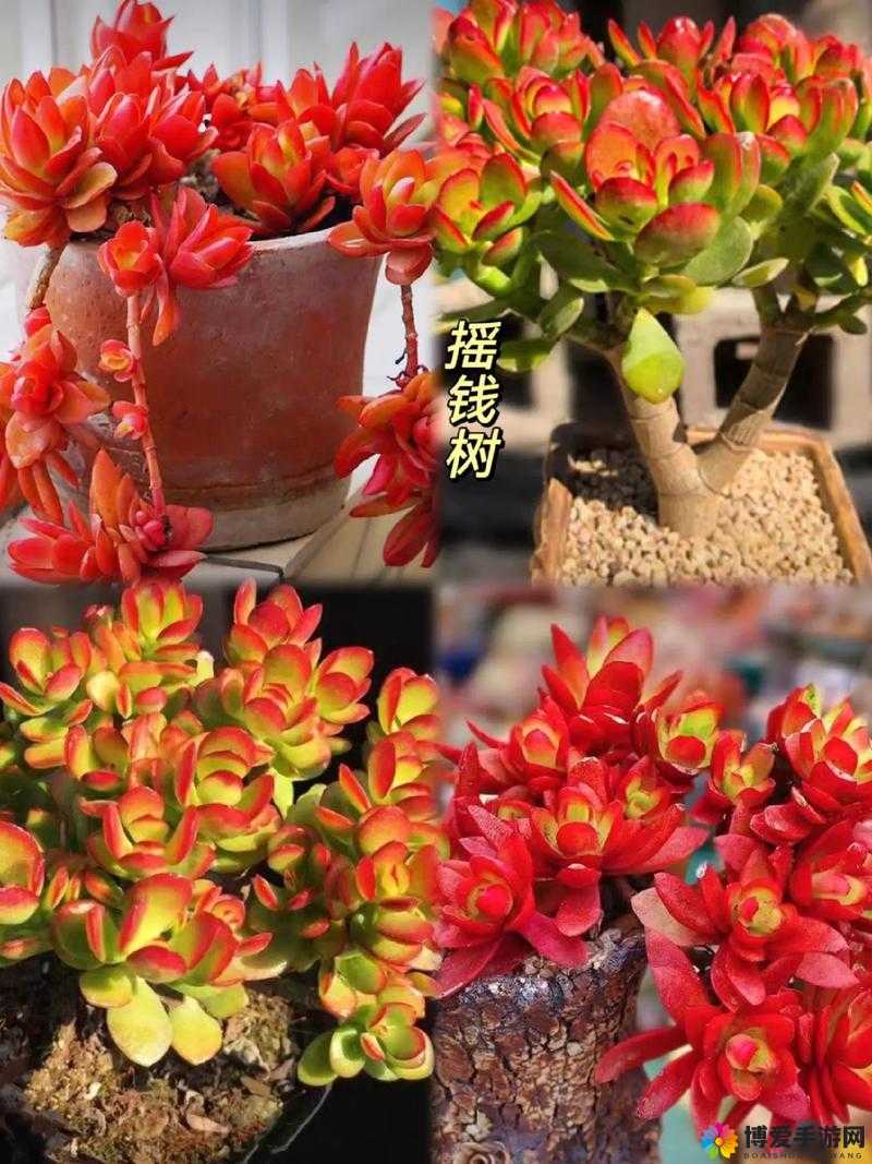 我是神仙摇钱树攻略