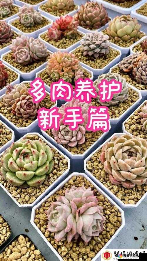 皇家共享小公主多肉养护方法之全面详细解读与技巧分享