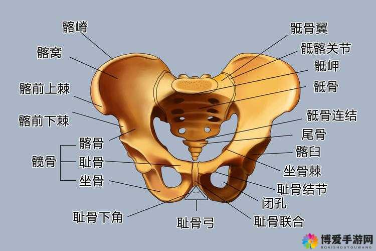 珍贵盆骨化石全图展现远古生命奥秘