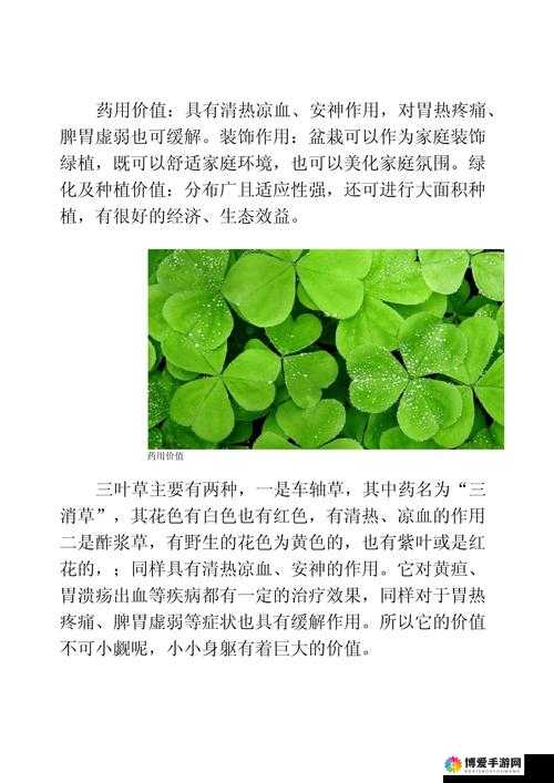 三叶草gy3876：揭秘这款神秘产品的独特魅力与实用功能，你了解多少？