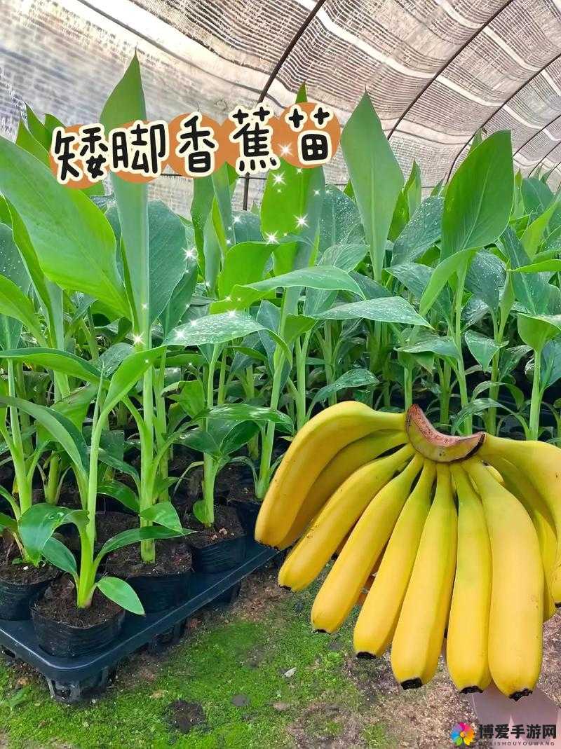 探索国产无人区玫瑰香蕉的独特魅力:稀有品种的种植与市场前景分析