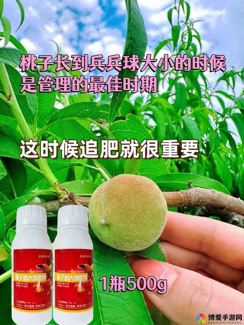 水蜜桃4双管齐下：如何实现高效种植与品质提升的双重突破？