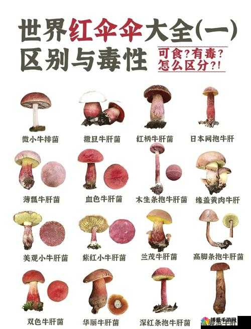 老牛嫩草一二三产品区别大揭秘：蘑菇视频详解，让你轻松掌握选购技巧