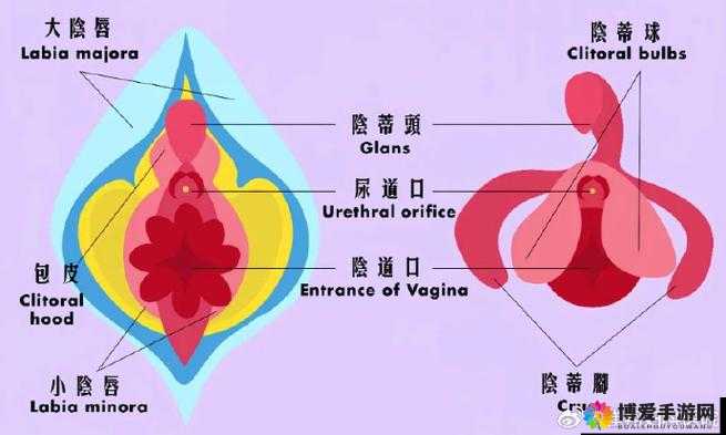 女性大荫蒂荫道多毛茸茸现象解析：健康与美观的双重考量