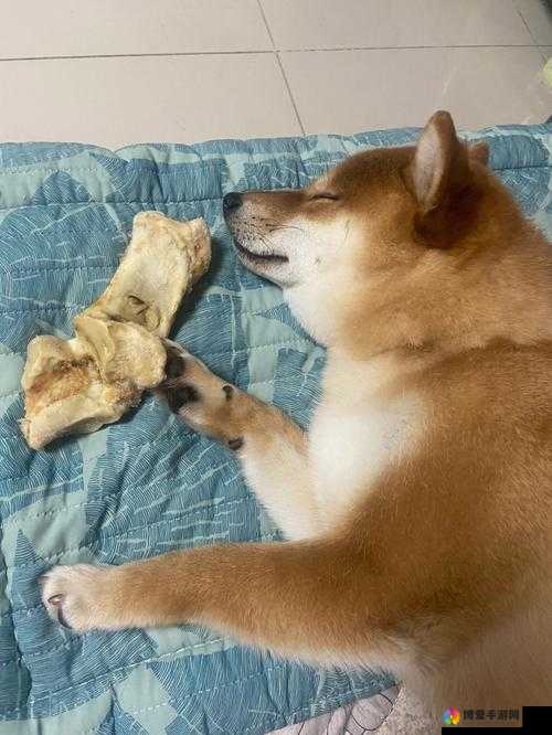 晴天小狗怎么赚骨头，赚骨头方法详细介绍及其在资源管理中的重要性