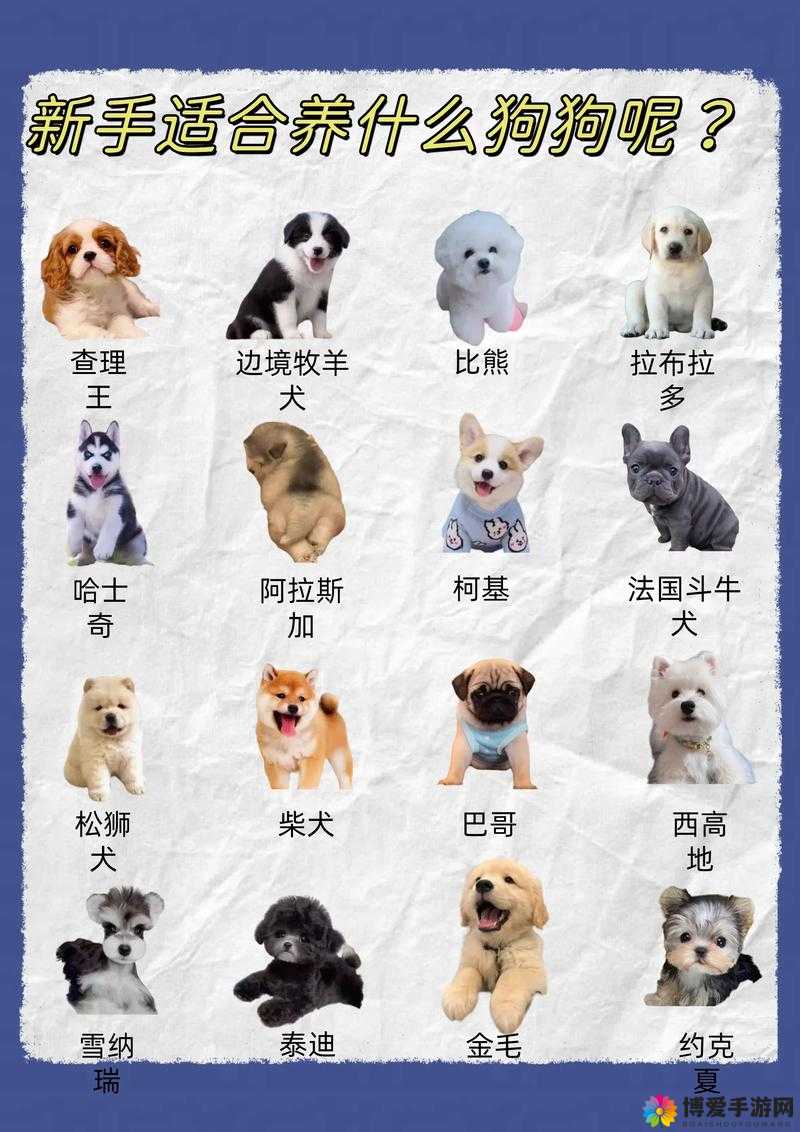 晴天小狗怎么培育小狗，小狗培育详细攻略